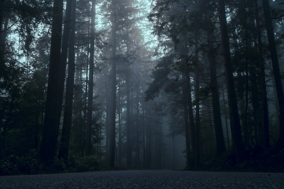 Exploring the Enchanted Forests of Hoh Rain Forest, Washington